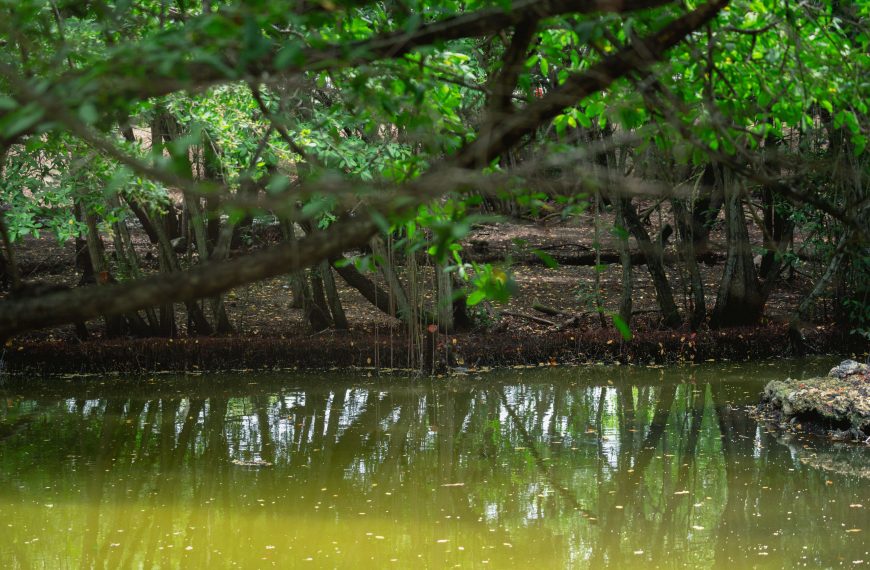 Banco de Bogotá ha sembrado más de 92.000 árboles en la Amazonía y el Caribe…